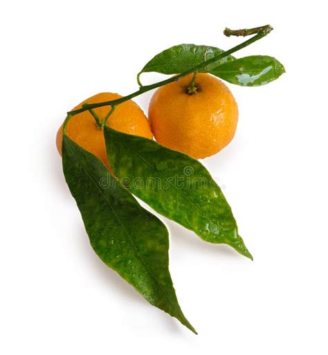 Fresh Mandarin Or Tangerine With Green Leaves Isolated Stock Image