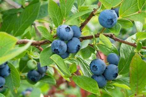 Deciding Which Blueberry Cultivars To Plant Alabama Cooperative