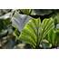 Elephant Ear Plant  The Ultimate Guide To Taking Care Of It Plantly