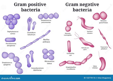 Gram Positive And Gram Negative Bacteria Stock Vector Illustration
