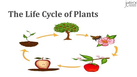 The Life Cycle Of Plants Grade 5 Science Youtube