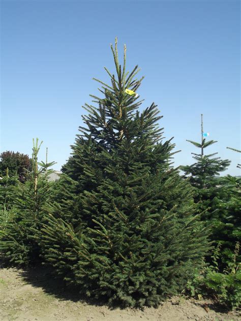 Still Open All Hours at Christmas - The Christmas tree Farm