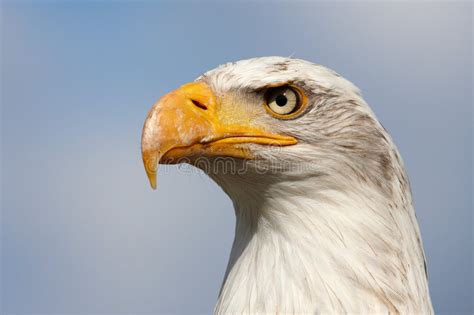 American Bald Eagle Stock Image Image Of Glory Closeup 2726897