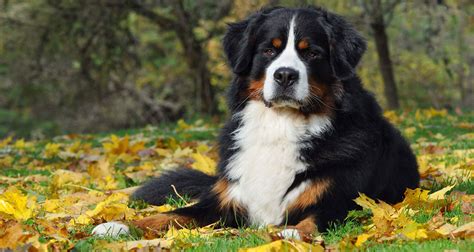 Bernese Mountain Dog Golden Retriever Mix Puppies For Sale List Of