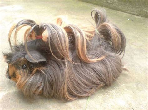 They are brothers and were born 2/2/13. 25 Guinea Pigs With The Most Majestic Hair Ever - Page 3 ...
