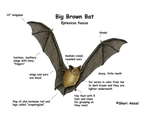 21 Bat Diagram With Labelling