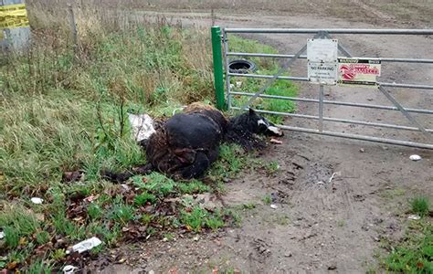 Dead Pony Dumped Rspca Appeals For Information Warning Graphic Images