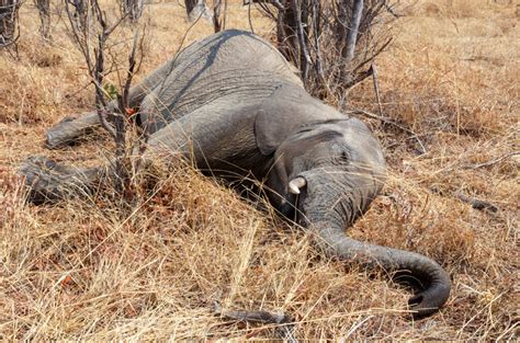 Dieser Jäger hat 5 000 Elefanten getötet und bereut nichts