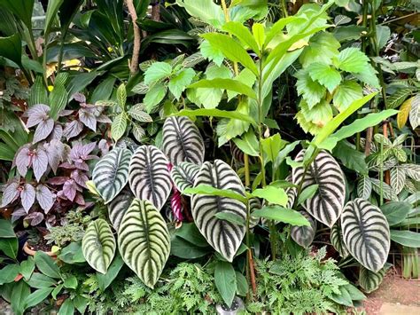 Caladium flowers are tropical plants with colorful foliage that can add a touch of color to any dull place. PlantFiles Pictures: Alocasia Species, Jewel Alocasia ...