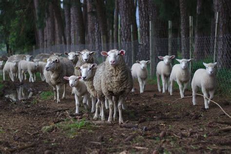 Mob Grazing Sheep EcoFarming Daily