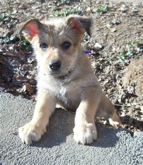 They are very devoted and sincere, and at the same time, quite comical. Berger Picard Info, Temperament, Puppies, Pictures
