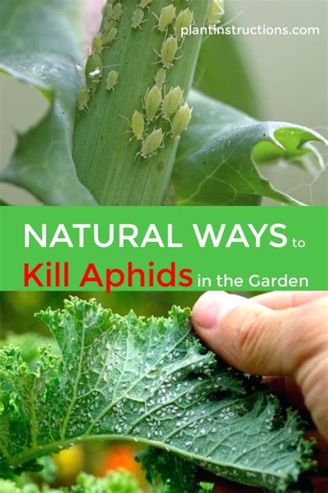 how to prevent aphids in your vegetable garden easy backyard