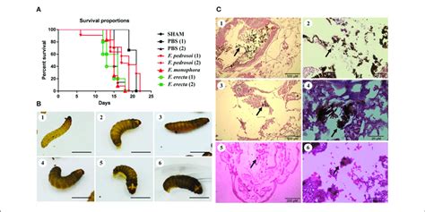 Agente etiologico de la cromoblastomicosis. | Virulence of Fonsecaea siblings using Galleria ...