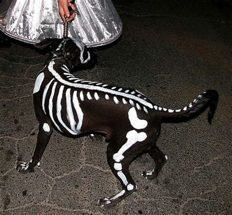 Dog Costumevery Clever Halloween Costume Ideas Pinterest Dog
