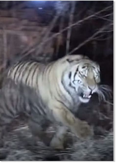 Un tigre siberiano ataca a un trabajador agrícola y luego a un coche en
