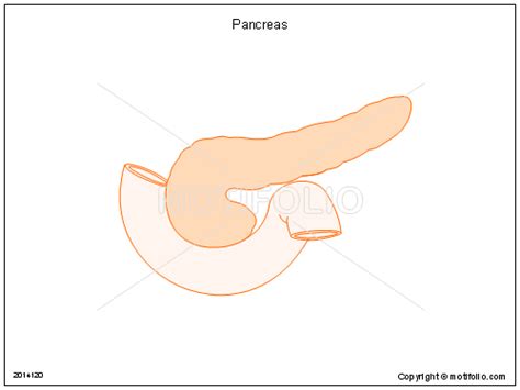 Pancreas Illustrations