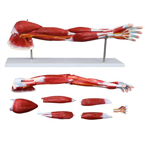 Medical Teaching Aids Anatomy Model Human Body Muscle Of Human Arm