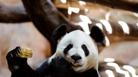 Panda May Have Faked Pregnancy For Buns World News Sky News