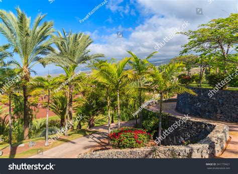 Palm Trees In Tropical Landscape Of Tenerife Canary Islands Spain