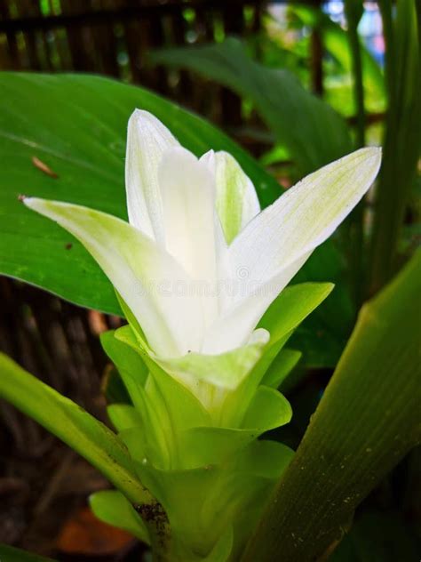Turmeric Flower With Leaf Image Stock Photo Image Of Garden Green