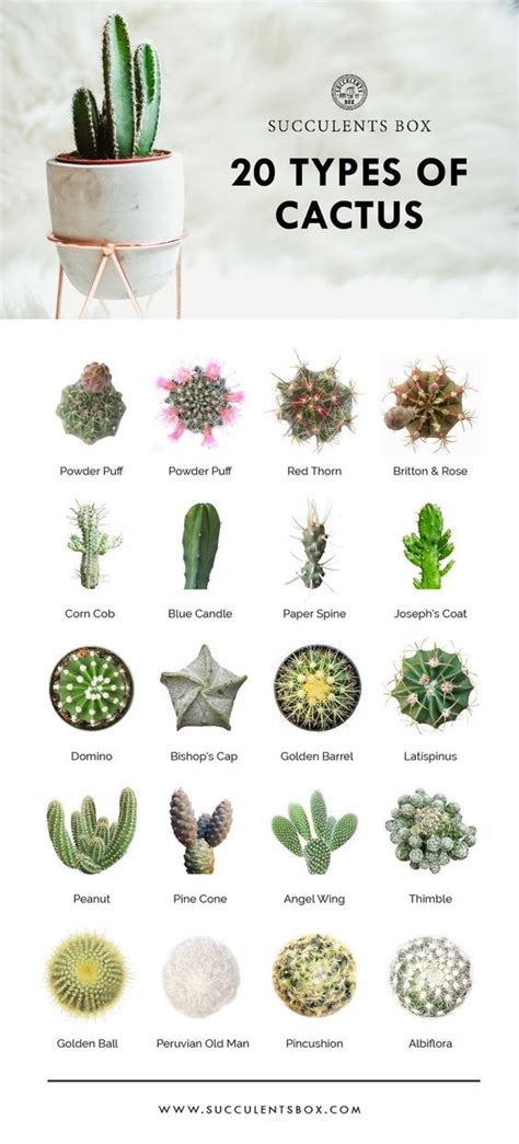 Succulents Types Of Cactus Plants Cactus Plants Cactus Types