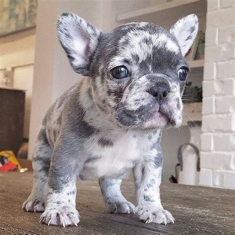 Merle French Bulldog Puppies For Sale Near Me Silverblood Frenchies