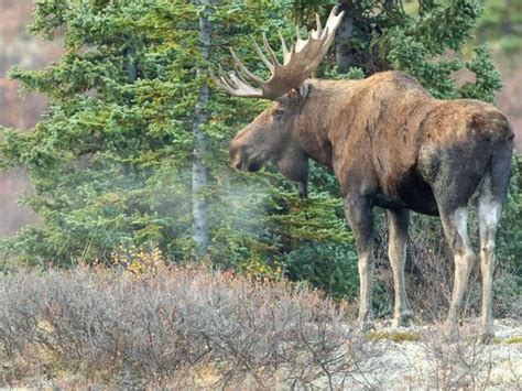 Get To Know The Big 5 Alaska Animals Holland America Line