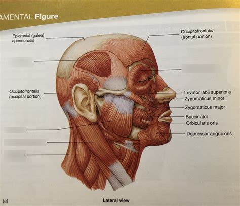 Muscles Of Facial Expressions Lateral View Diagram Quizlet