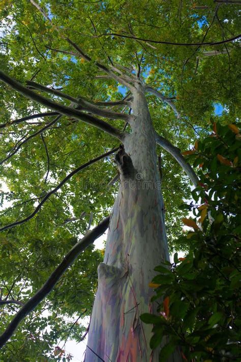 Rainbow Eucalyptus Tree Bark Stock Photo Image Of Keanae Bark 92992306