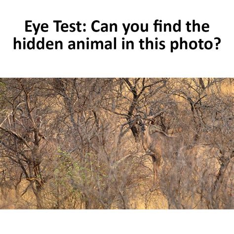 Eye Test Can You Find The Hidden Animal In This Photo Enviatame