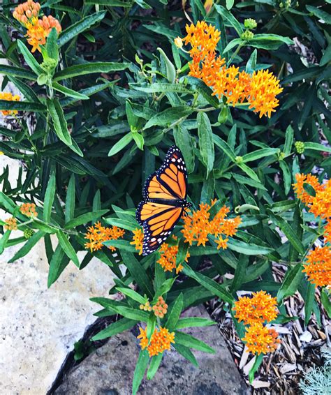 Planted Butterfly Weed Last Year In Hopes Of Attracting Monarchs It