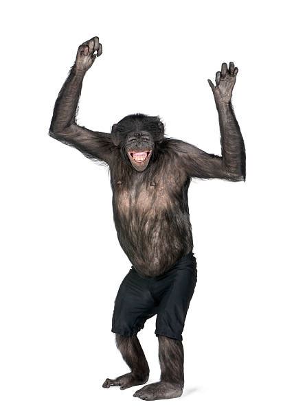 5500 Monkey Chimpanzee Ape Smiling Stock Photos Pictures And Royalty
