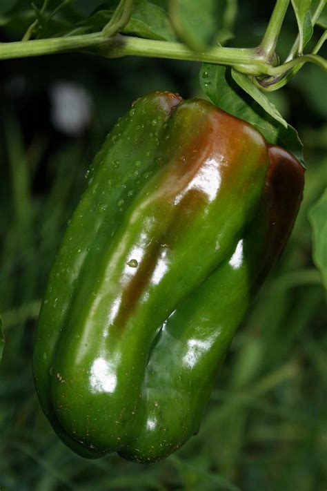 Free Stock Photo Of Ripening Green Bell Pepper Download Free Images