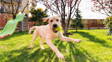 Why Do Dogs Love Tennis Balls Dogtime