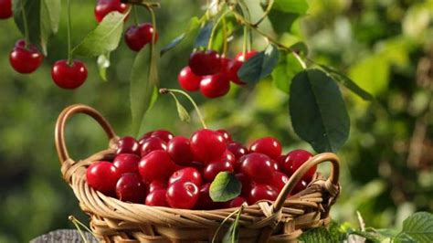 Check spelling or type a new query. Kirschen pflanzen > Garten Ratgeber