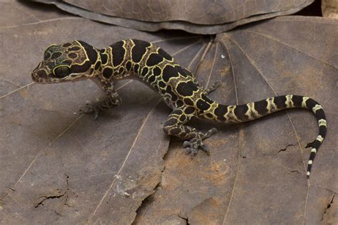Myanmar Caves Yield Up 19 New Gecko Species