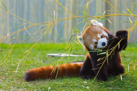 The red panda, or firefox, is often referred to as the lesser panda in deference to the others prefer first panda as western scientists described it 50 years earlier, and gave pandas their name. Red Panda | The Animal Spot