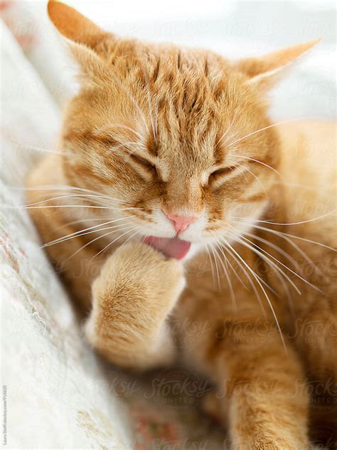 Close Up Of Huge Red Cat Licking His Paw And Cleaning Himself By Stocksy Contributor Laura