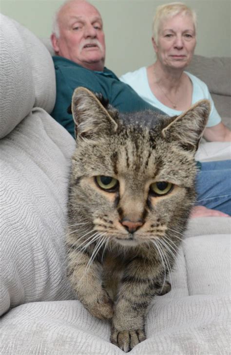 Worlds Oldest Cat Dies At The Age Of 32 Thats 144 In Cat Years