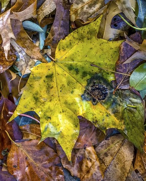 Autumn Leaves On Forest Floor Stock Image Image Of Floor Autumn