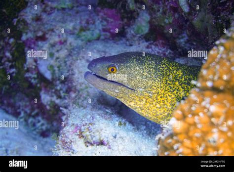 A Beautiful Spotted Moray Eel In The Colourful Coral Reef Scuba Diving