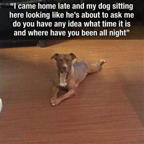 Funny Animal Picture Dump Of The Day 23 Pics Funny Dog Memes Funny