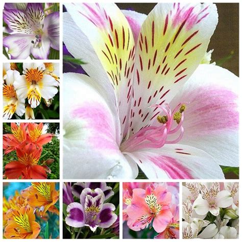 These flowers feature pale creamy yellow petals with dark freckles and hints of green. 100 Pcs Rare Peruvian Lily Alstroemeria Plants Mix-color ...