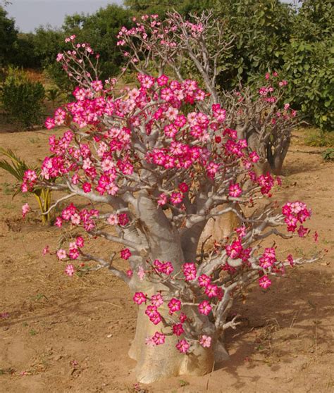 Senegal Baobab Grow Kits