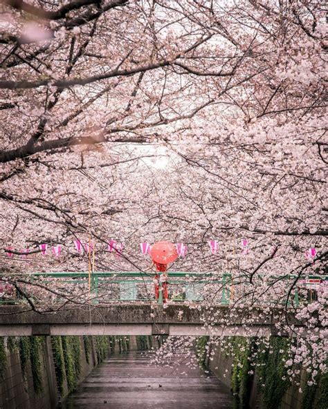 The Best Cherry Blossom Locations In Tokyo