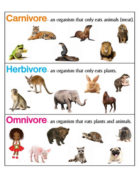 Herbivores Animals Images With Names