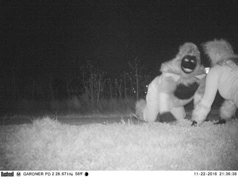 This Citys Nighttime Wildlife Cam Got Real Weird Real Fast Huffpost