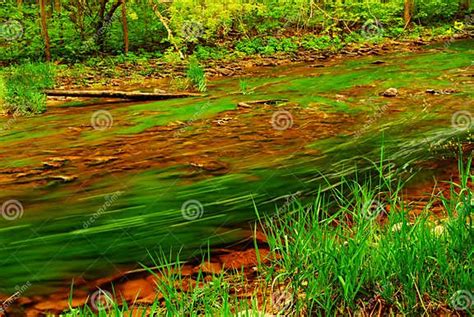 Forest River Stock Photo Image Of Clear Lush Natural 2627814