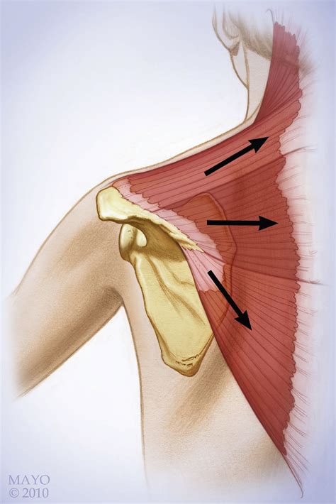 References In Scapular And Shoulder Girdle Muscular Anatomy Its Role