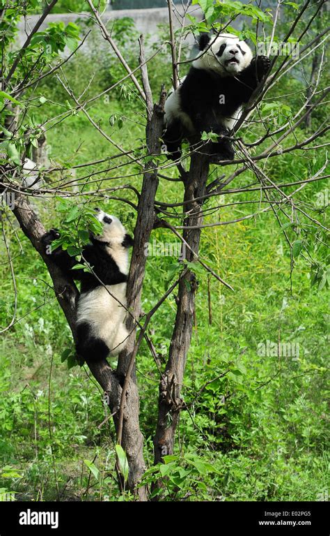 Xian Chinas Shaanxi Province 30th Apr 2014 Two Giant Panda Cubs Climb A Tree At The Wild